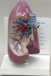 Right Lung Pharmaceutical and Anatomical Model Gifts